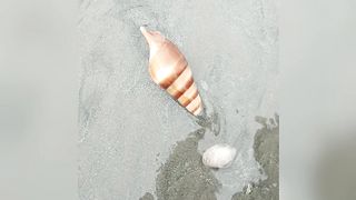Biggest Snail at Sea Side