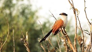Animals 4k 29