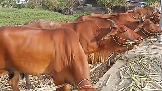 animal facts 5