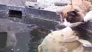 Cat and Fish