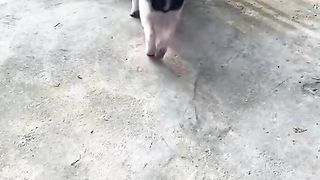 my dog ​​my hero