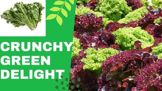 Crunchy Green Delight : Exploring the World of Lettuce