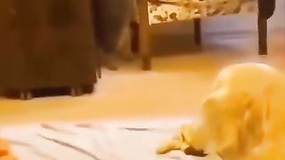 video funny animal part 7