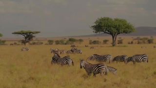 documentaries of animals in the wild.