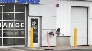 video funny animal part 9