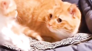 Funny cat 205