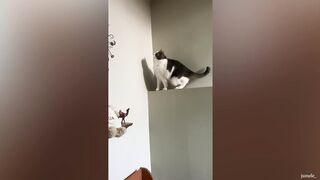 Funny cat videos 13