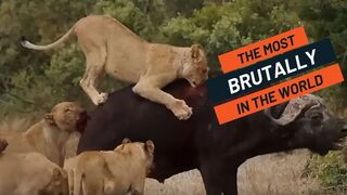 An elephant chases away a group of lions that are attacking a buffalo