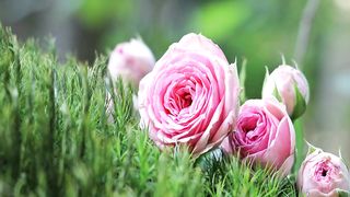 Cultivating gratitude – Flute music for meditation, relaxation and stress and anxiety relief.