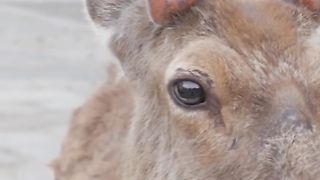 Deer Video