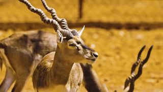 Animals 4k 30