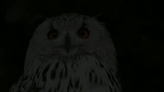 Animals |owl-elephant-kangaroo-cat