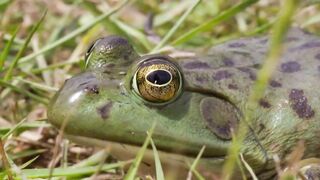Animals 4k 31