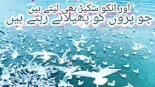 Quran verses 20