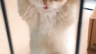 Cute kitten 13