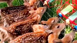Beautiful daer funny animals video