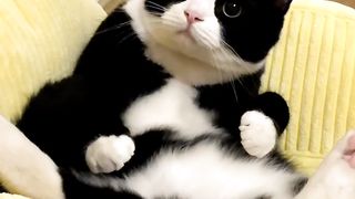 Black and white cat ????????????