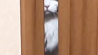 Jealous cat ????????????