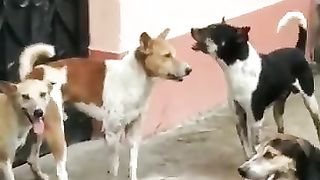 village dog v/s dog fight,. fanny doylog