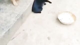 Cat and Dog Fight fight short video animals video
