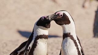 Animals 4k 34