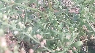 Animal lovere 2