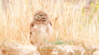 Animals 4k 36