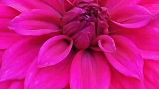 Flower 17