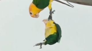 Green parrots 4