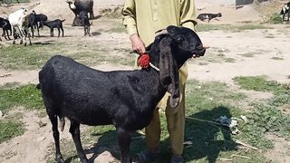 Beautiful Goat