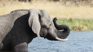 Animals 4k 37