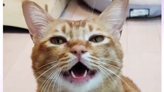 Singer Cat