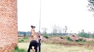 Animaux 4