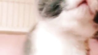 قطط صغيرة كيوت