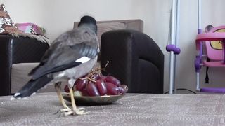 Funny city birds love grapes very much!