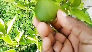 Lemon leaves
