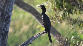 Animals 4k 38