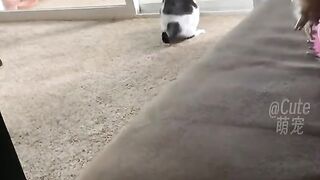 New Cat Videos 2023 2