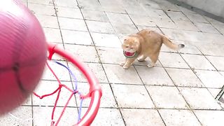 New Cat Videos 2023