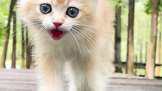 New Cat Videos 2023|Cuttest cat in the world