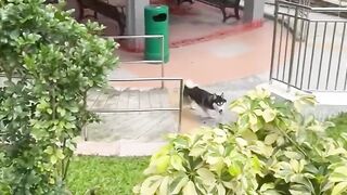New Cat Videos 2023|Cuttest cat in the world 2