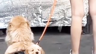 Very funny anmail video 2