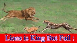 Lions is King But Fail :