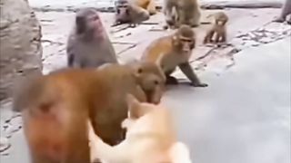 Dogs vs Monkeys 2