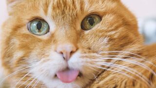 singing cat part 1