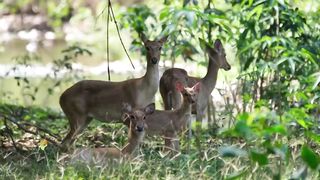 Animals 4k 40