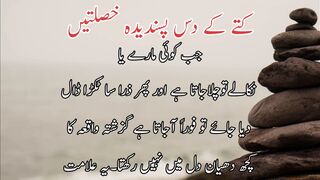 Kutte k das pasand deda haslate | کتے کے دس پسندیدہ خصلتیں