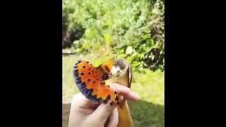 Cute baby animals Videos Compilation cute moment of the animals - Cutest Animals #3 2