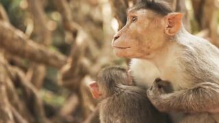 Animals 4k 41