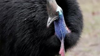 Animals 4k 42
